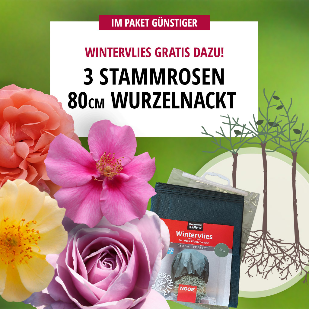 3er Paket Stammrosen 80 cm mit Gratis-Vlies