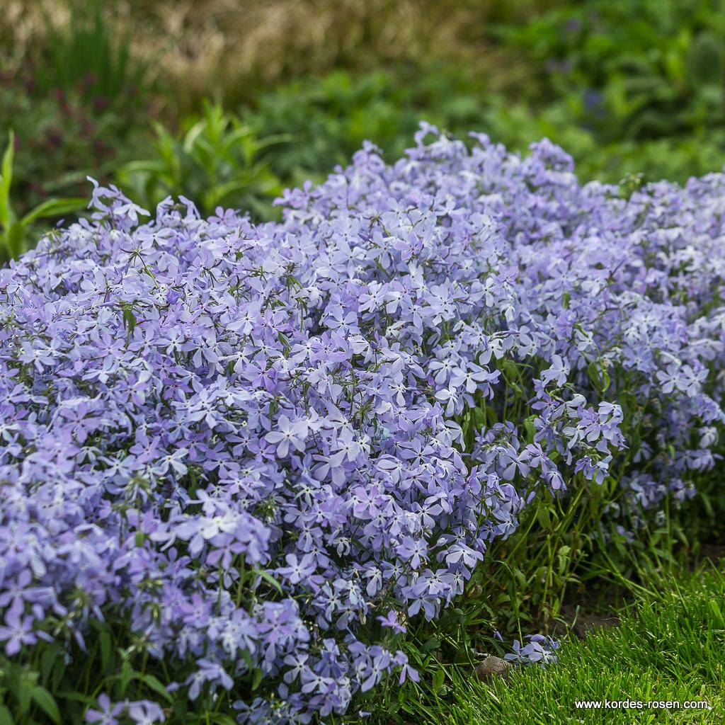 Wald-Phlox 'Clouds of Perfume'