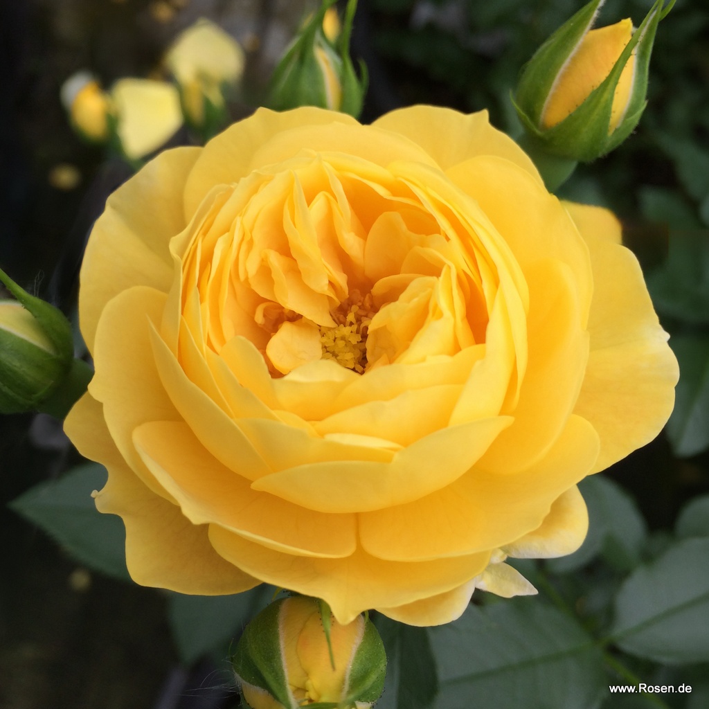 Golden Fleece®