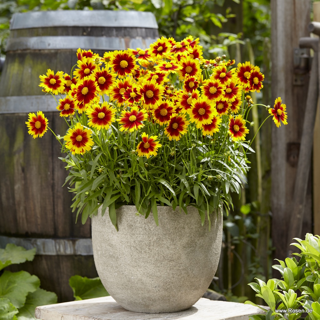 Mädchenauge 'UpTick™ Gold & Bronze'