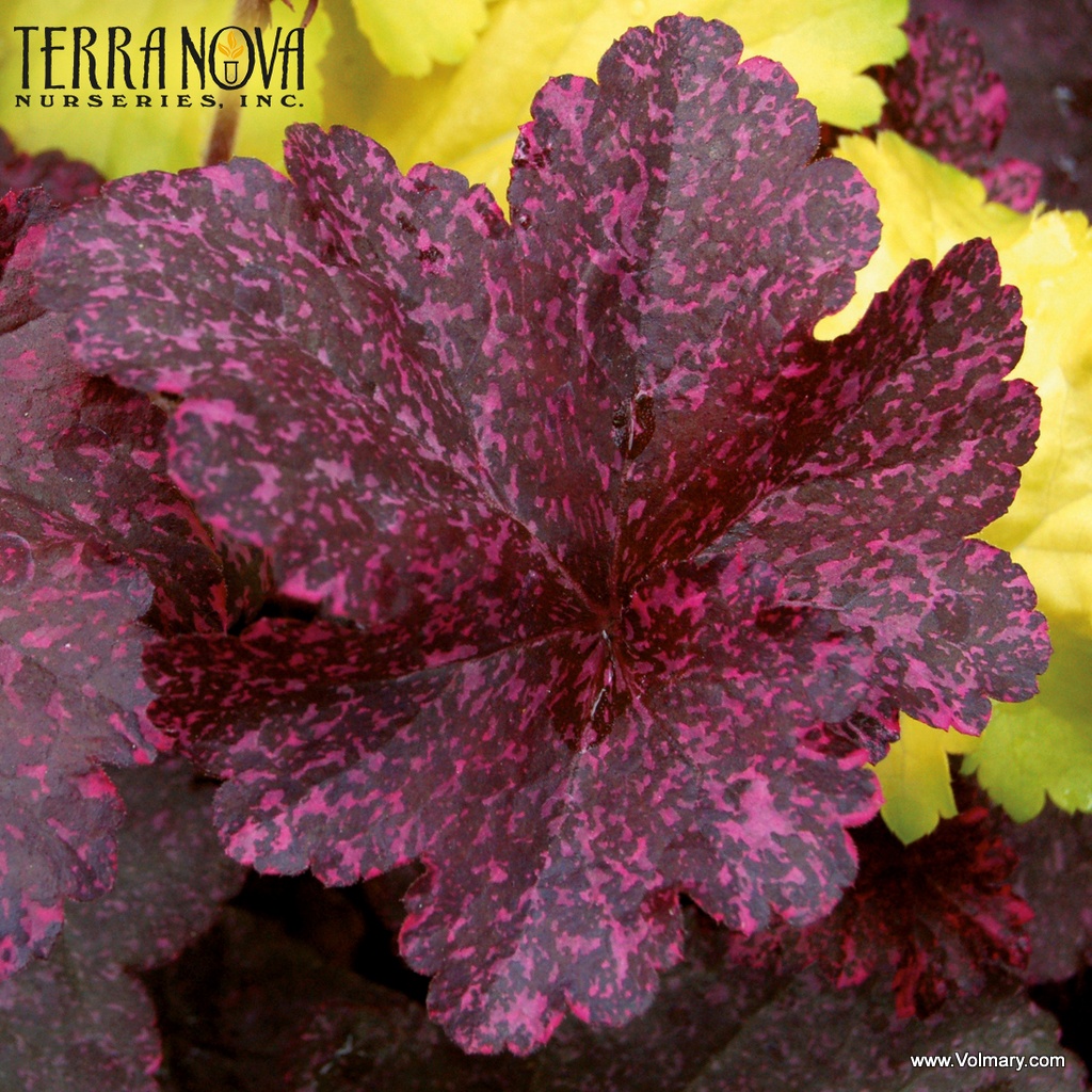 Garten-Silberglöckchen 'Midnight Rose'®