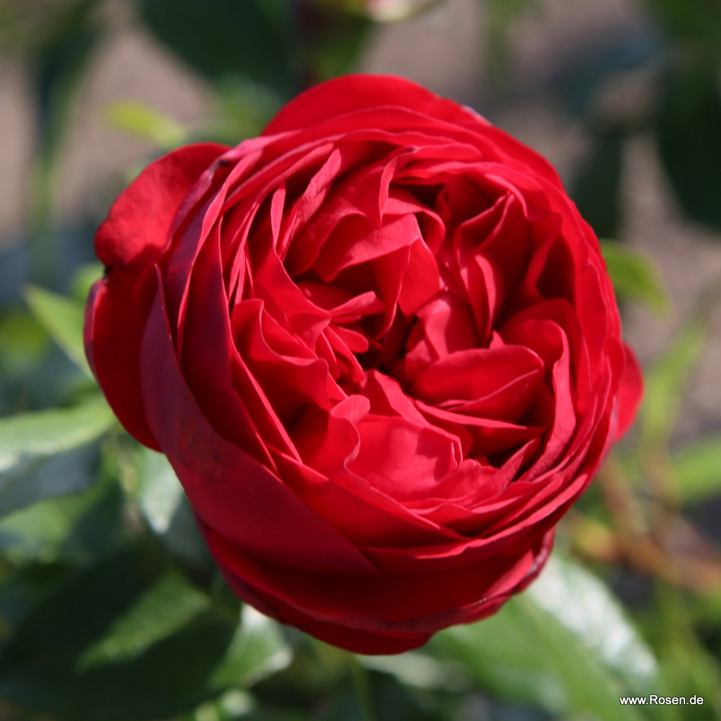 Artikelbild 9 des Artikels Out of Rosenheim® Out of Rosenheim®