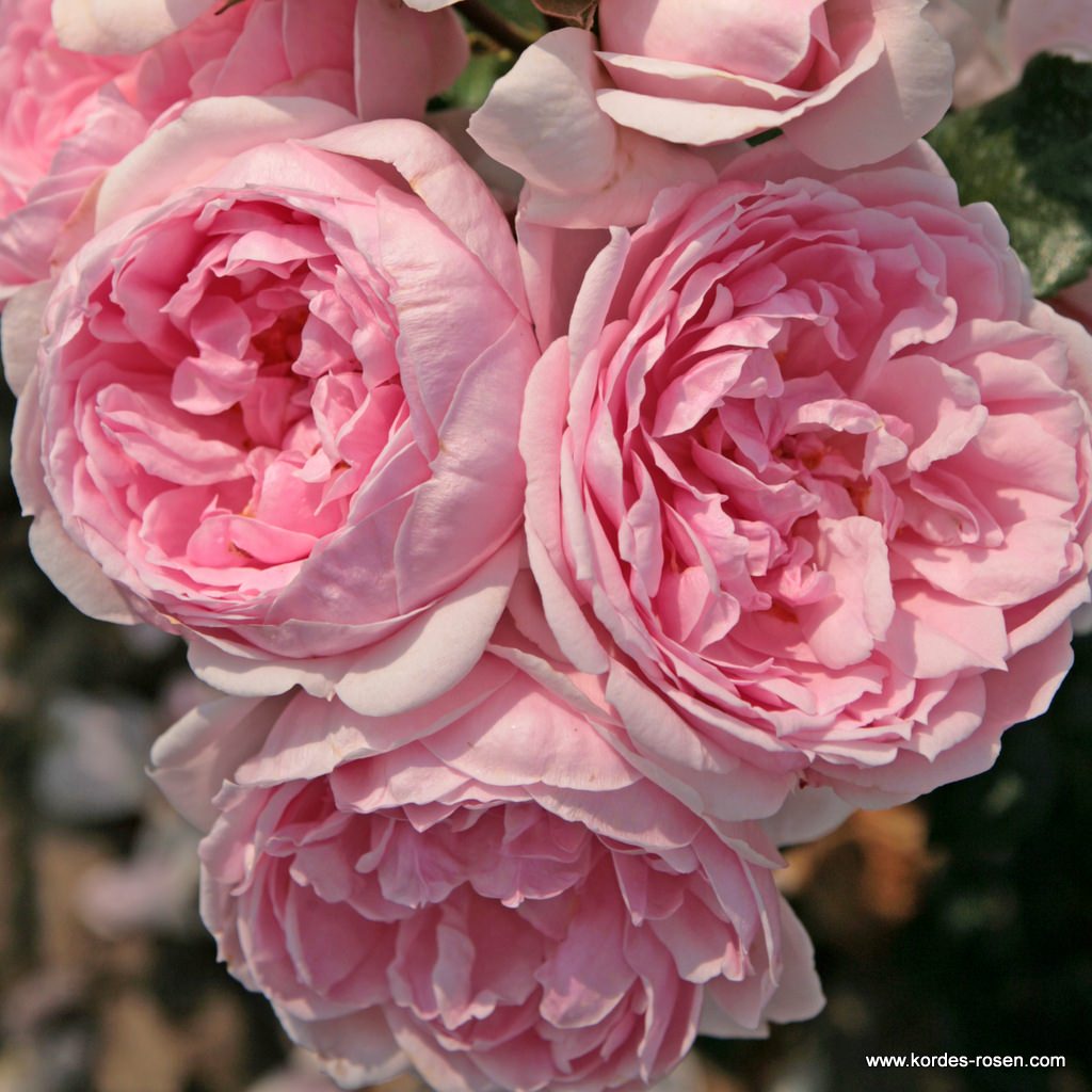 Artikelbild 1 des Artikels Cinderella® Cinderella®