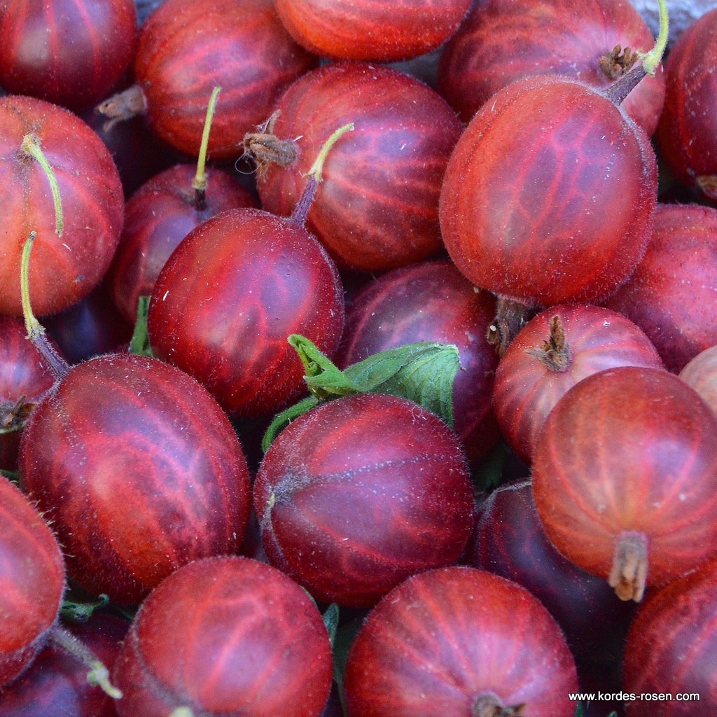 Stachelbeere 'Hinnonmäki Rot' Hochstamm 4-L Topf