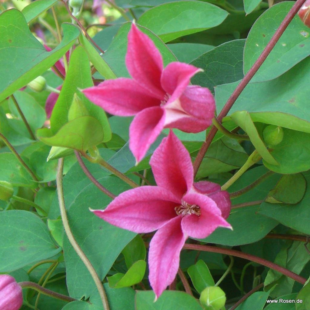 Clematis 'Princess Diana'