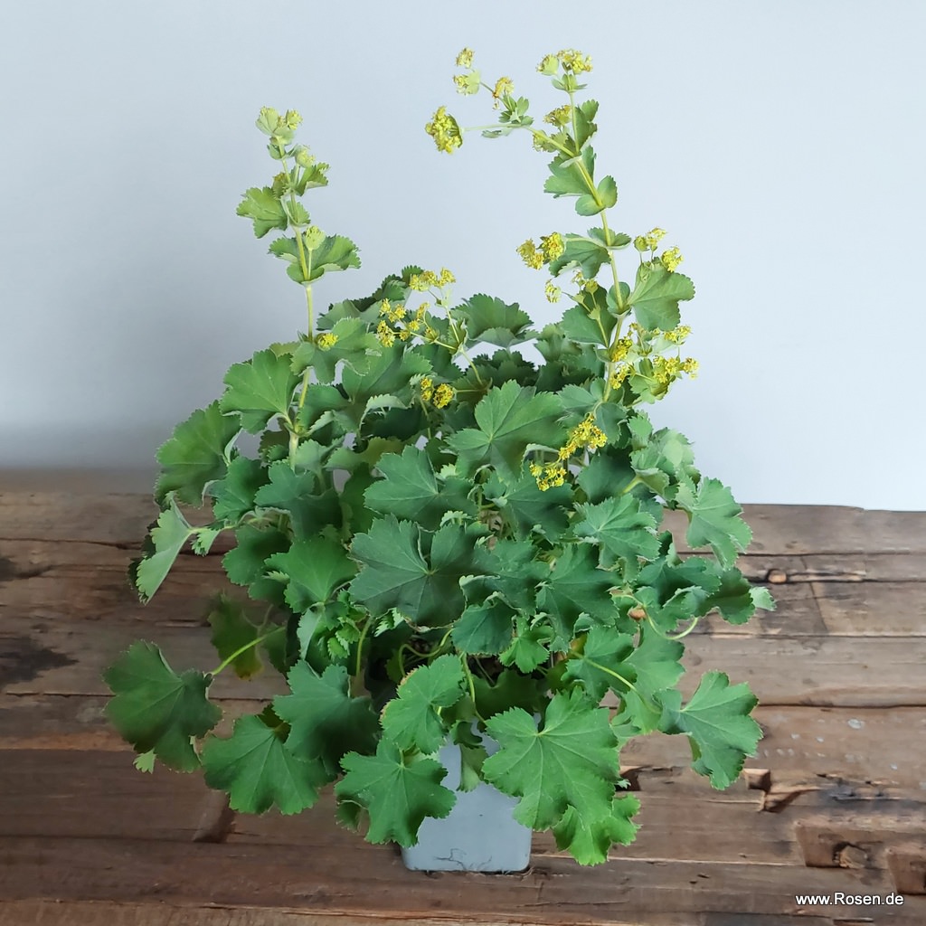 Frauenmantel 'Thriller'