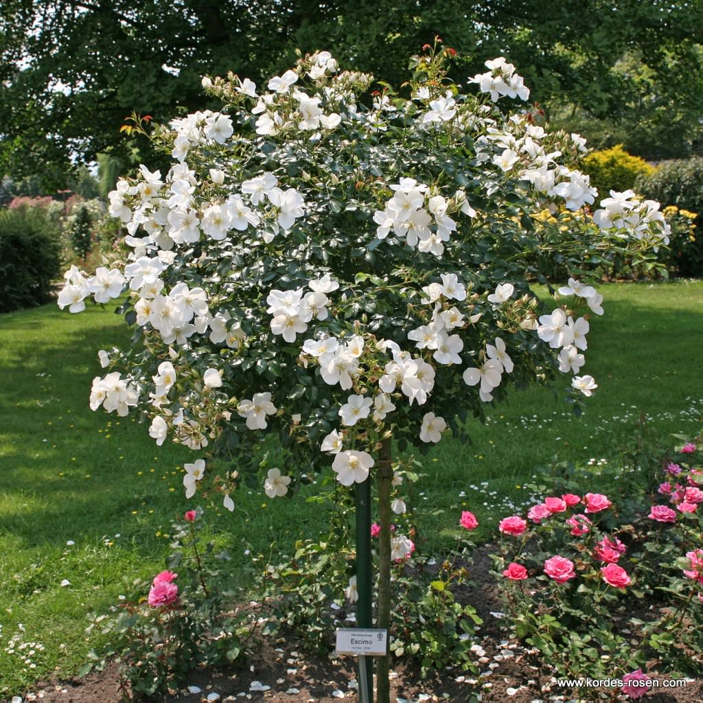 Artikelbild 7 des Artikels Escimo®