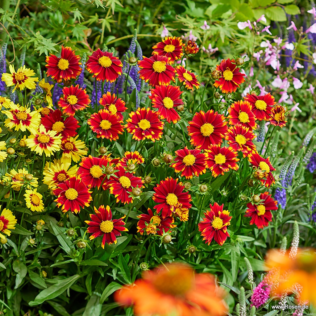 Mädchenauge 'UpTick™ Red'