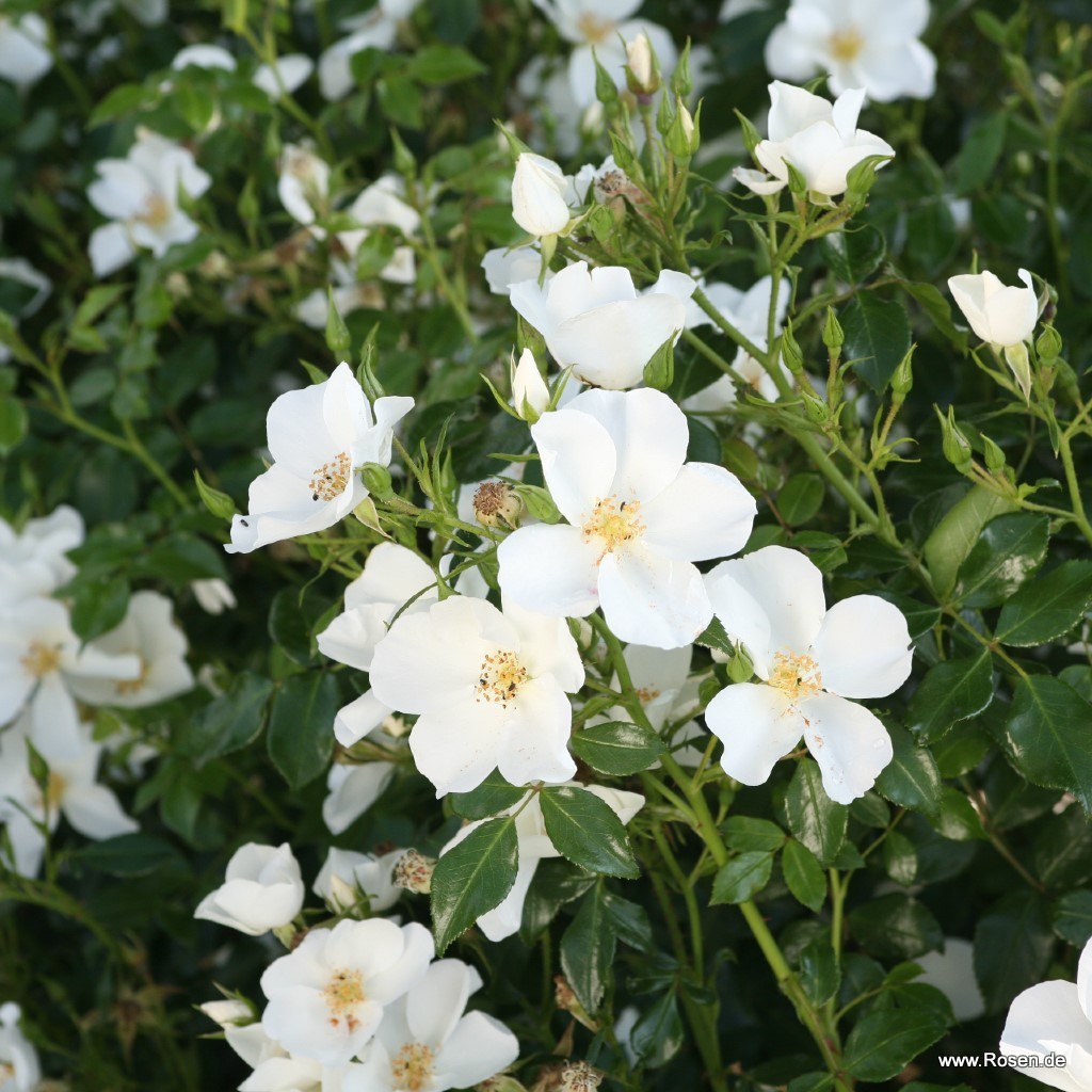 Artikelbild 5 des Artikels Escimo®