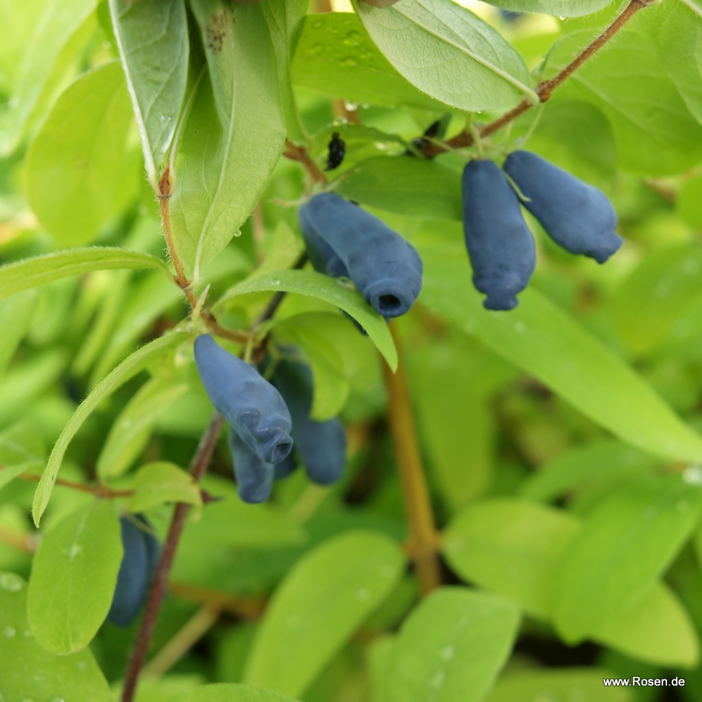 Sibirische Blaubeere 'Eisbär'