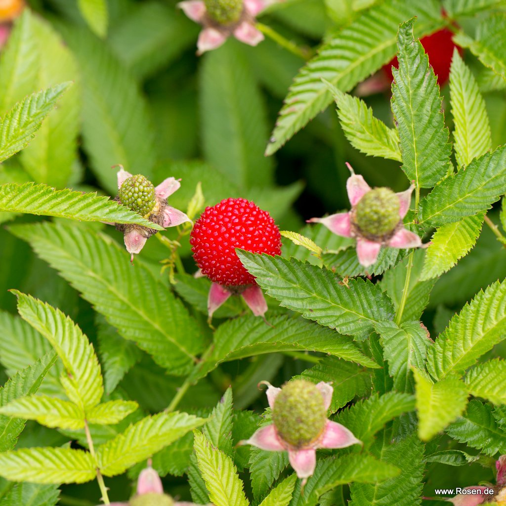 Erdbeerhimbeere