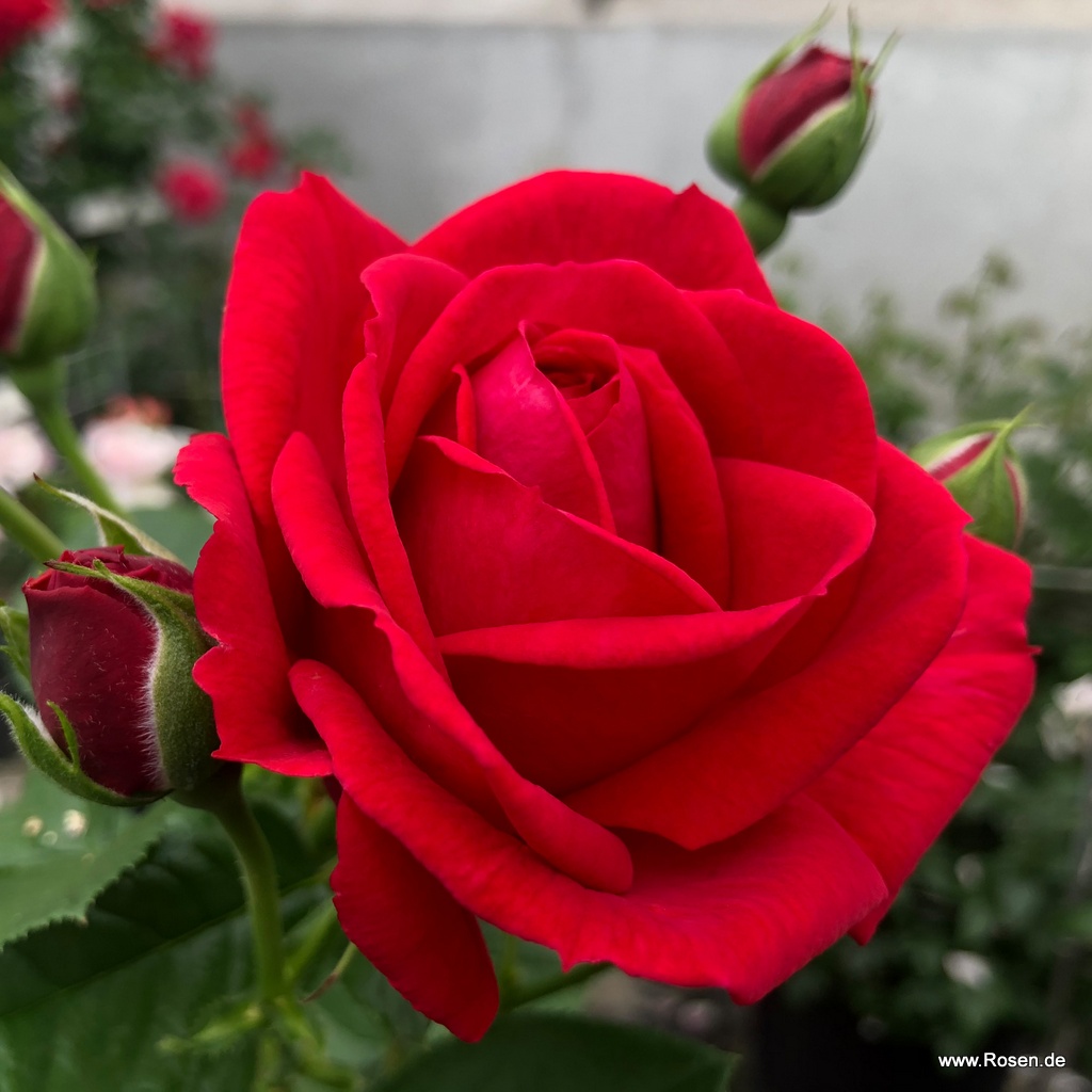 Lucky Red®