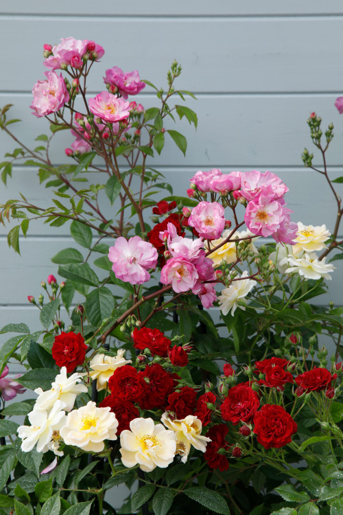 Kletterrosen aus der Siluetta® Kollektion