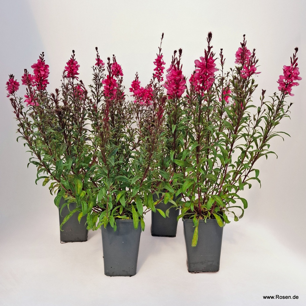 4er-Set Prachtkerze 'Gaudi Red'