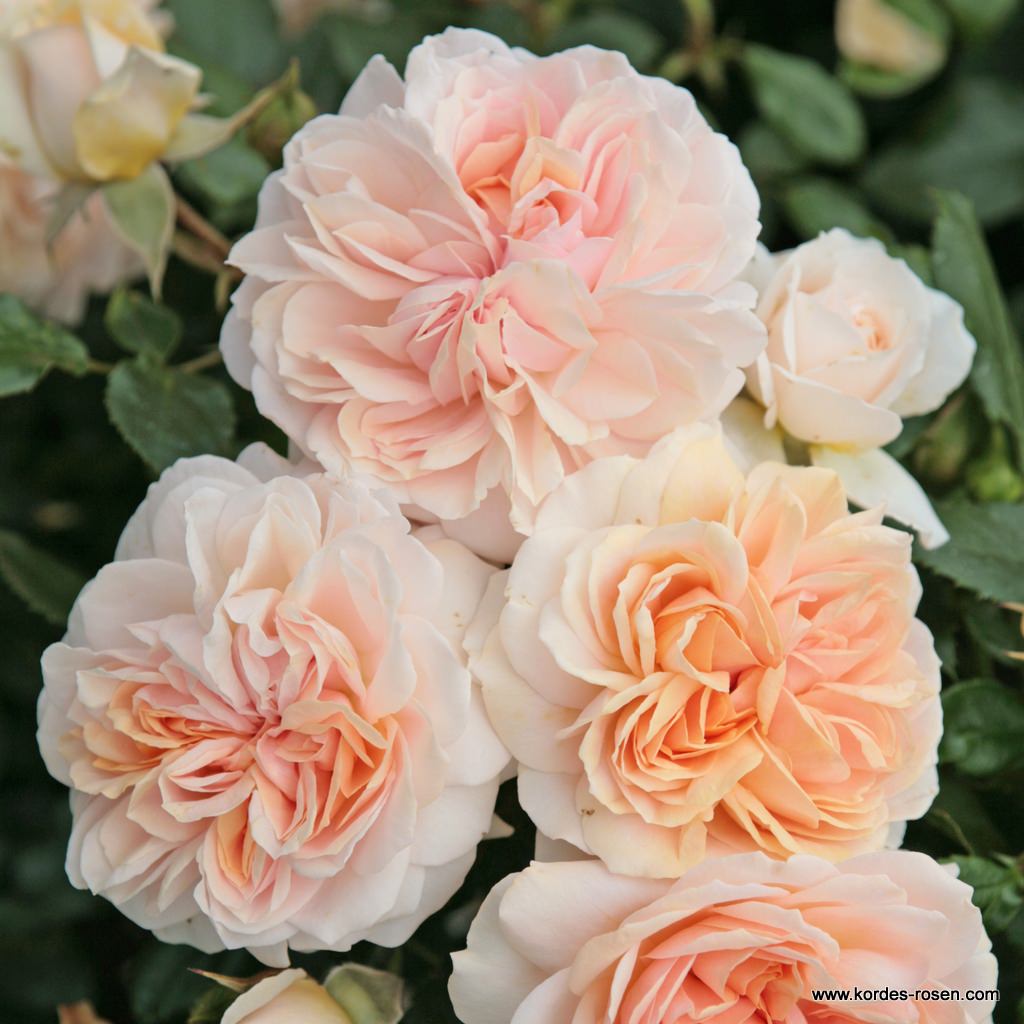 Artikelbild 3 des Artikels Garden of Roses® Garden of Roses®