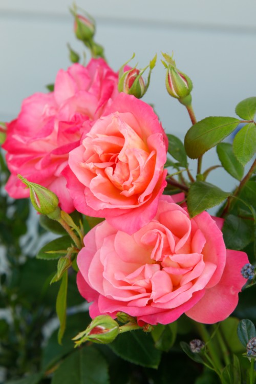 Enjoy® aus der Kollektion Kordes Klima-Rosen®