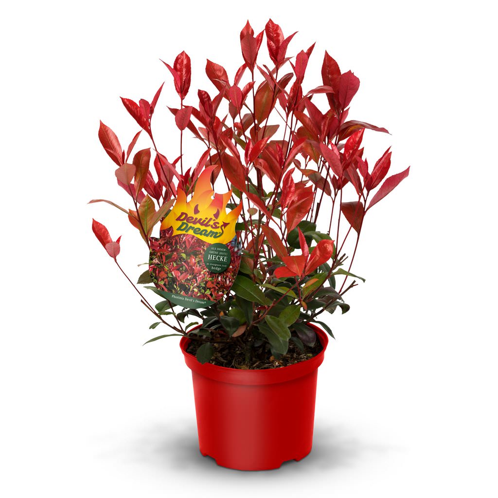 Devil's Dream® - Feurigroter Heckentraum