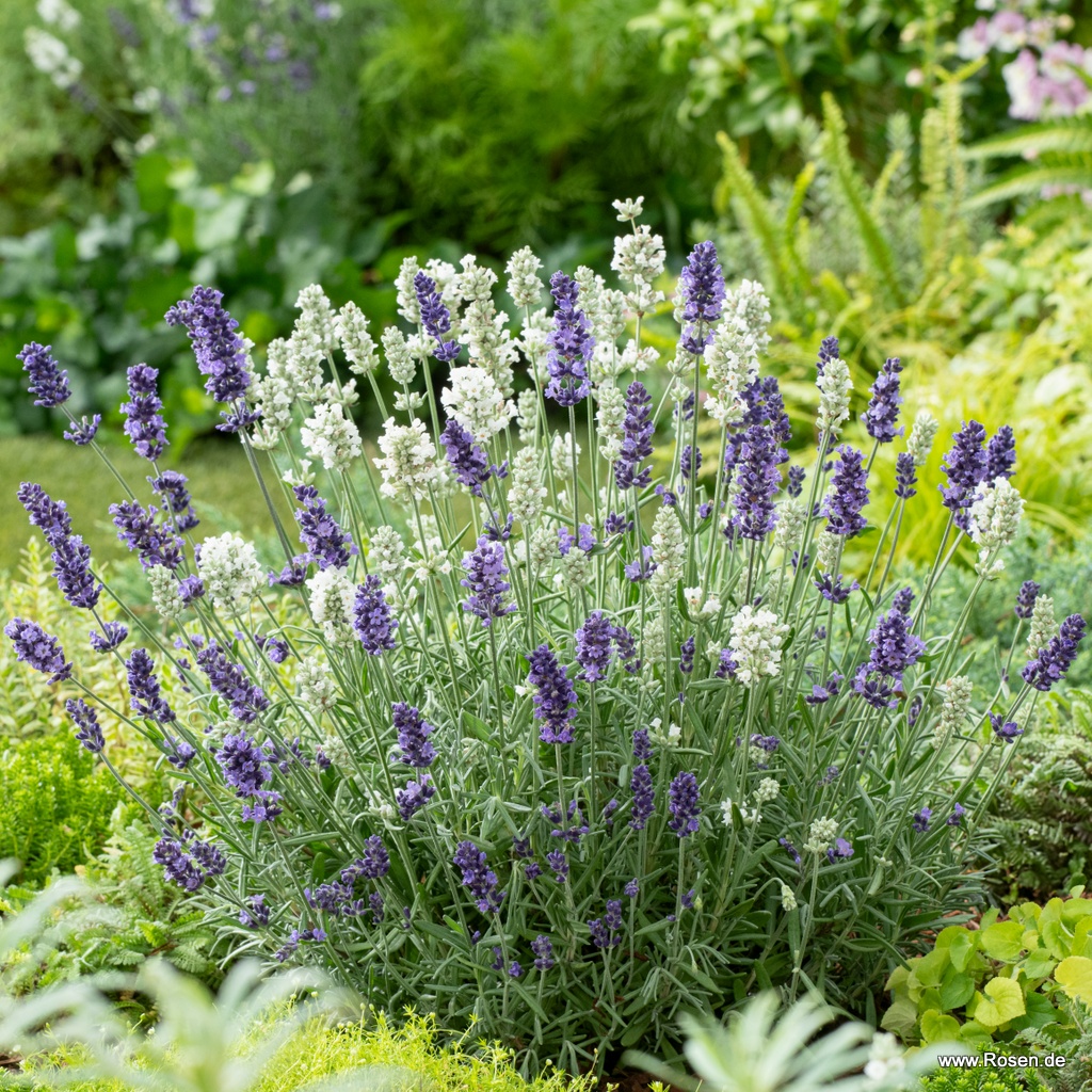 Lavendel 'Ardèche® MixMaster® Airforce'