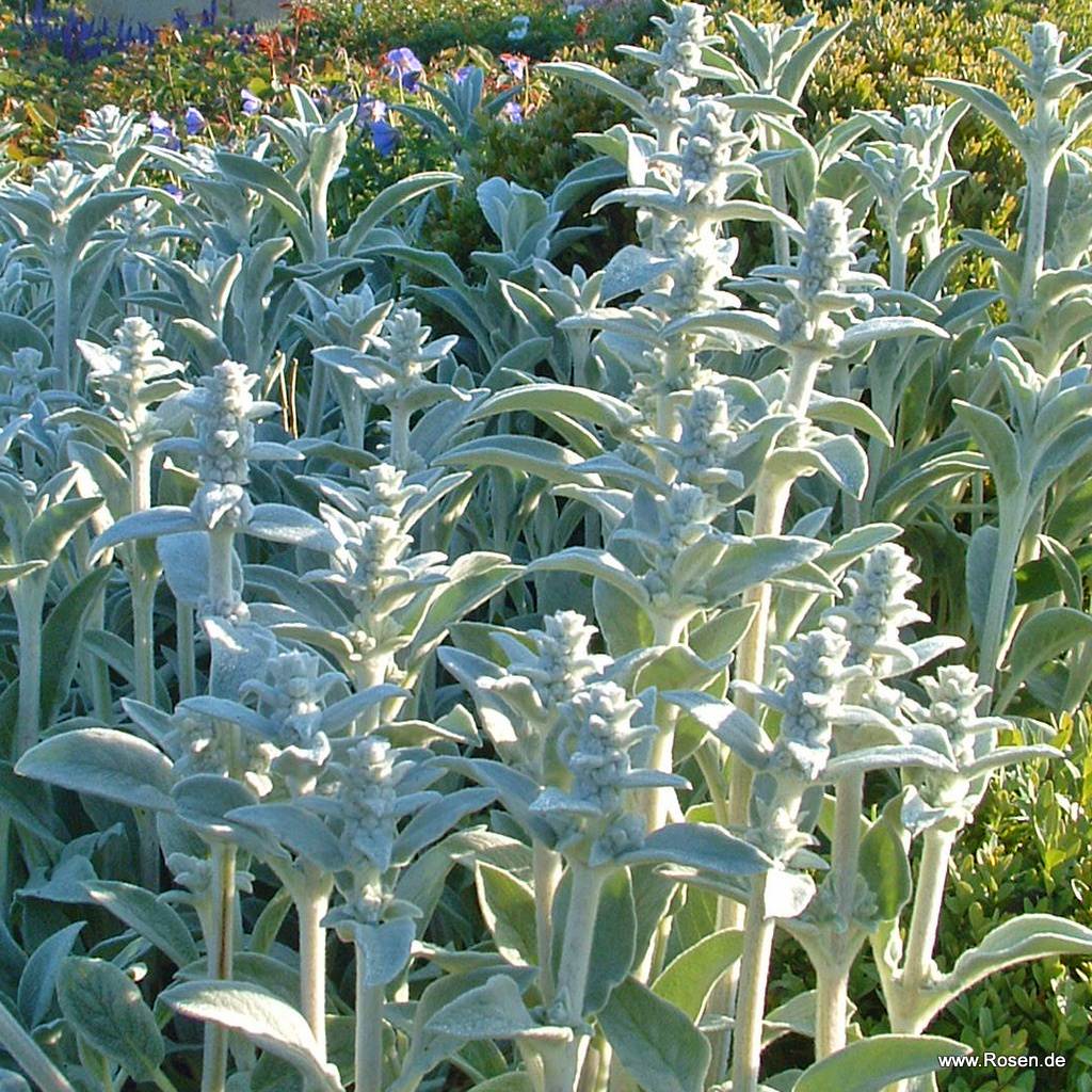 Artikelbild 1 des Artikels Wollziest 'Silver Carpet'   Wollziest 'Silver Carpet'
