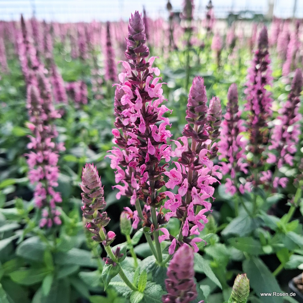 Ziersalbei 'Sensation® Compact Rose'