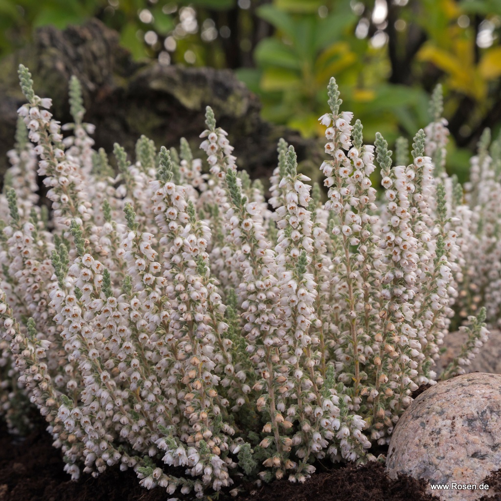 Besenheide 'Velvet Fascination'