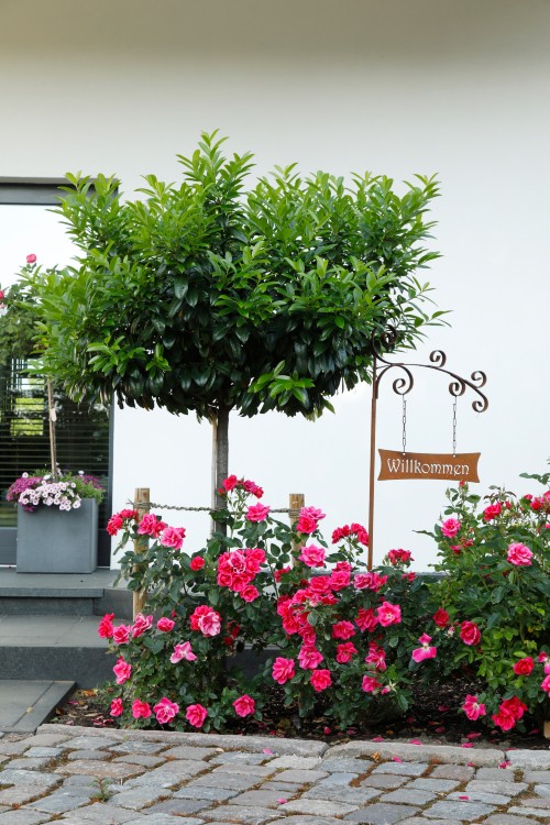 Beetrose Gartenfreund® Beetrose Gartenfreund®