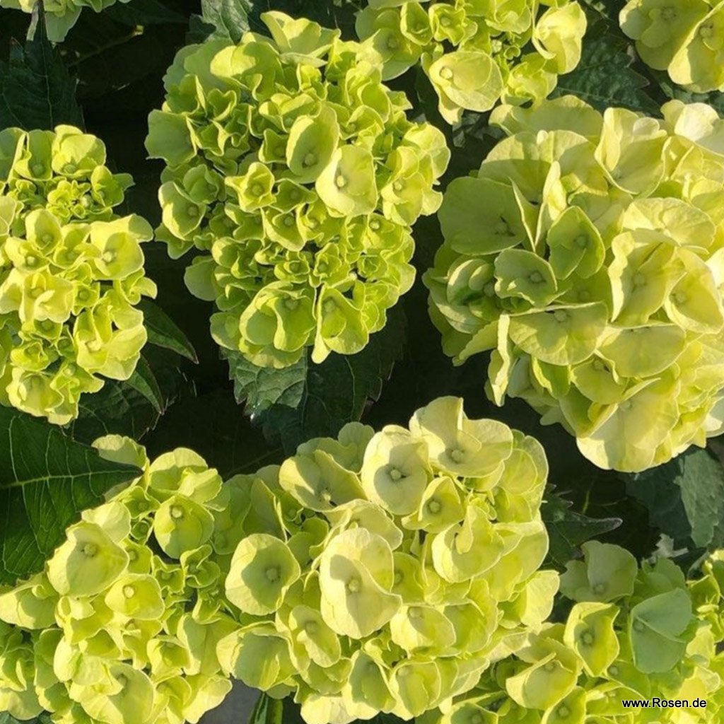Bauernhortensie 'Caipirinha'®