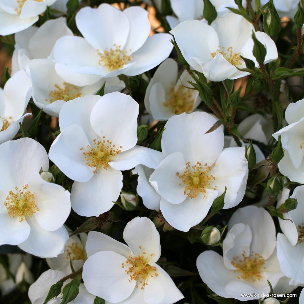 Artikelbild 9 des Artikels Escimo®