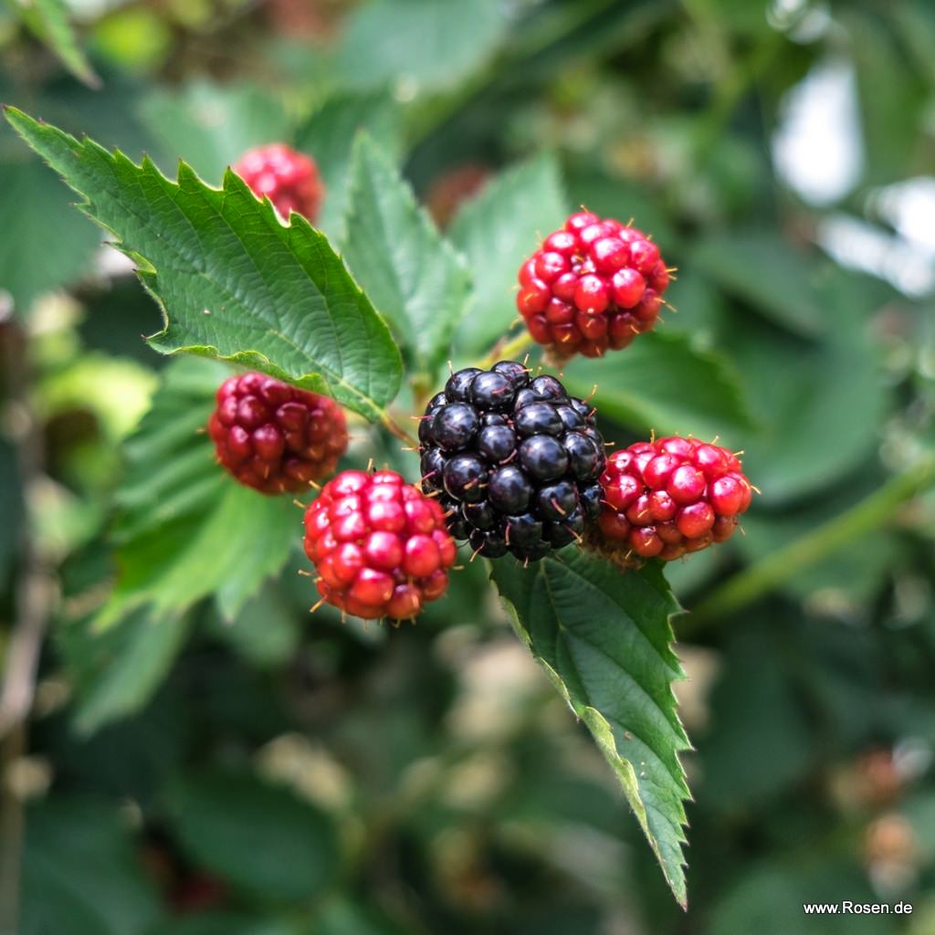 Brombeere 'Navaho'