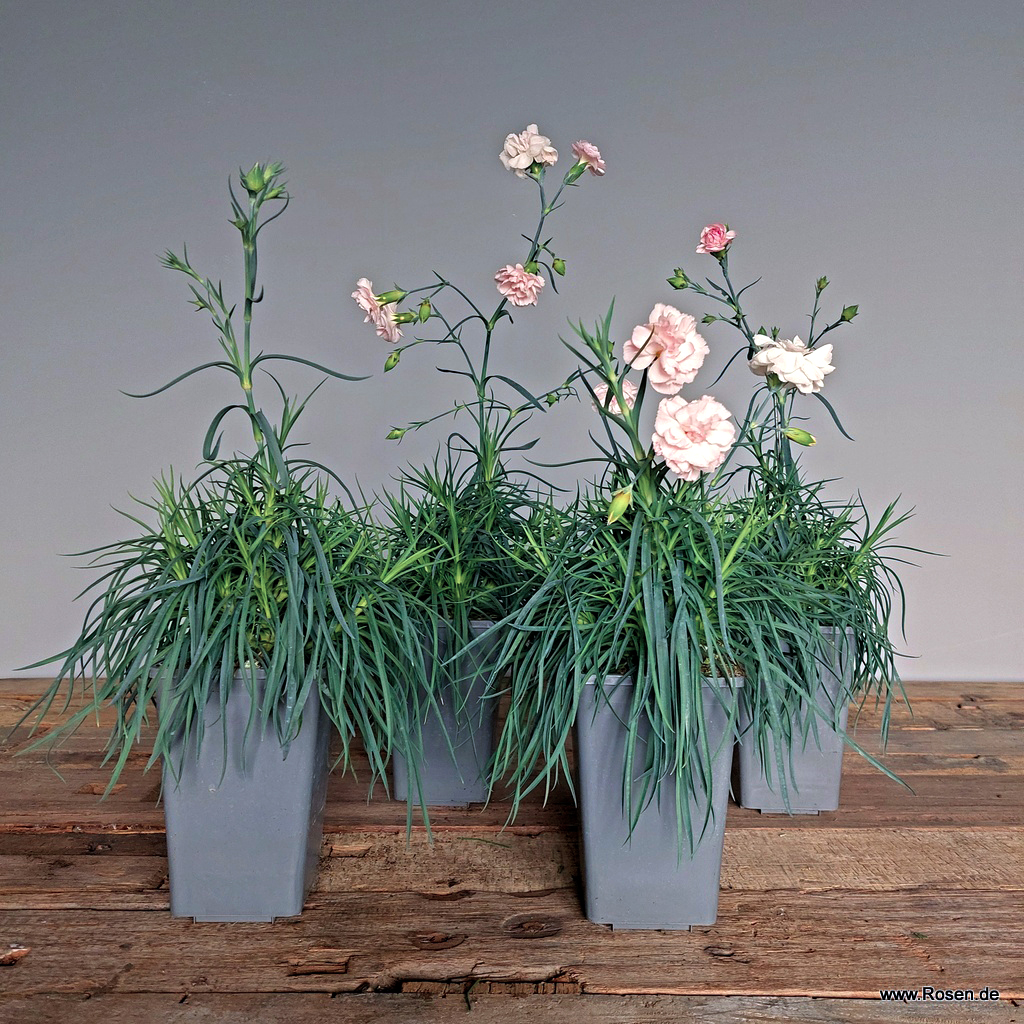 Artikelbild 1 des Artikels 4er-Set Gartennelke 'Blush' 4er-Set Gartennelke 'Blush'