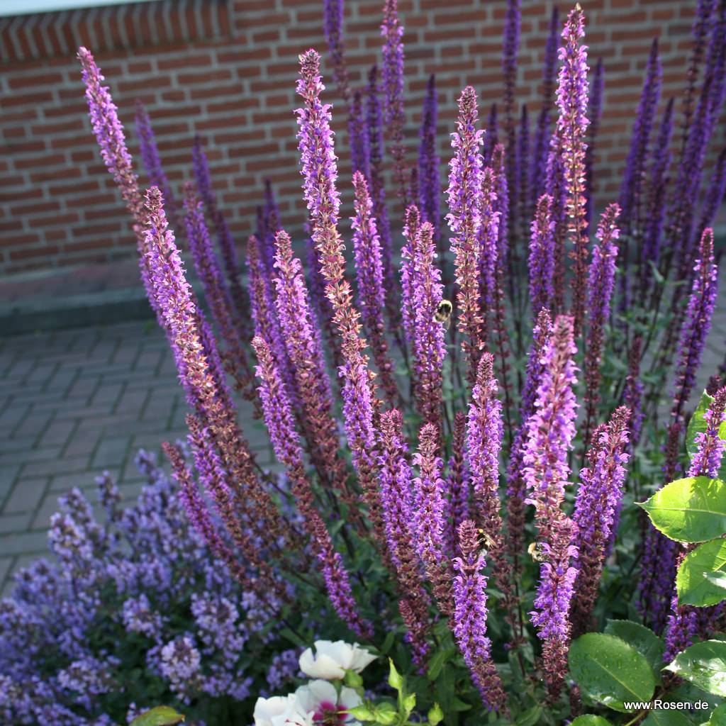 Ziersalbei 'Caradonna'