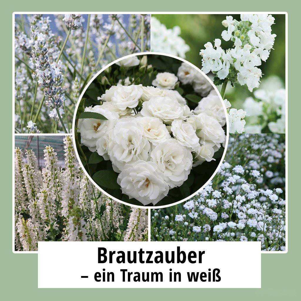 Farbpaket "Brautzauber - ein Traum in weiß"