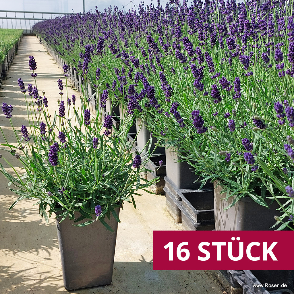 Artikelbild 1 des Artikels 16er-Set Lavendel 'Hidcote Blue' 16er-Set Lavendel 'Hidcote Blue'