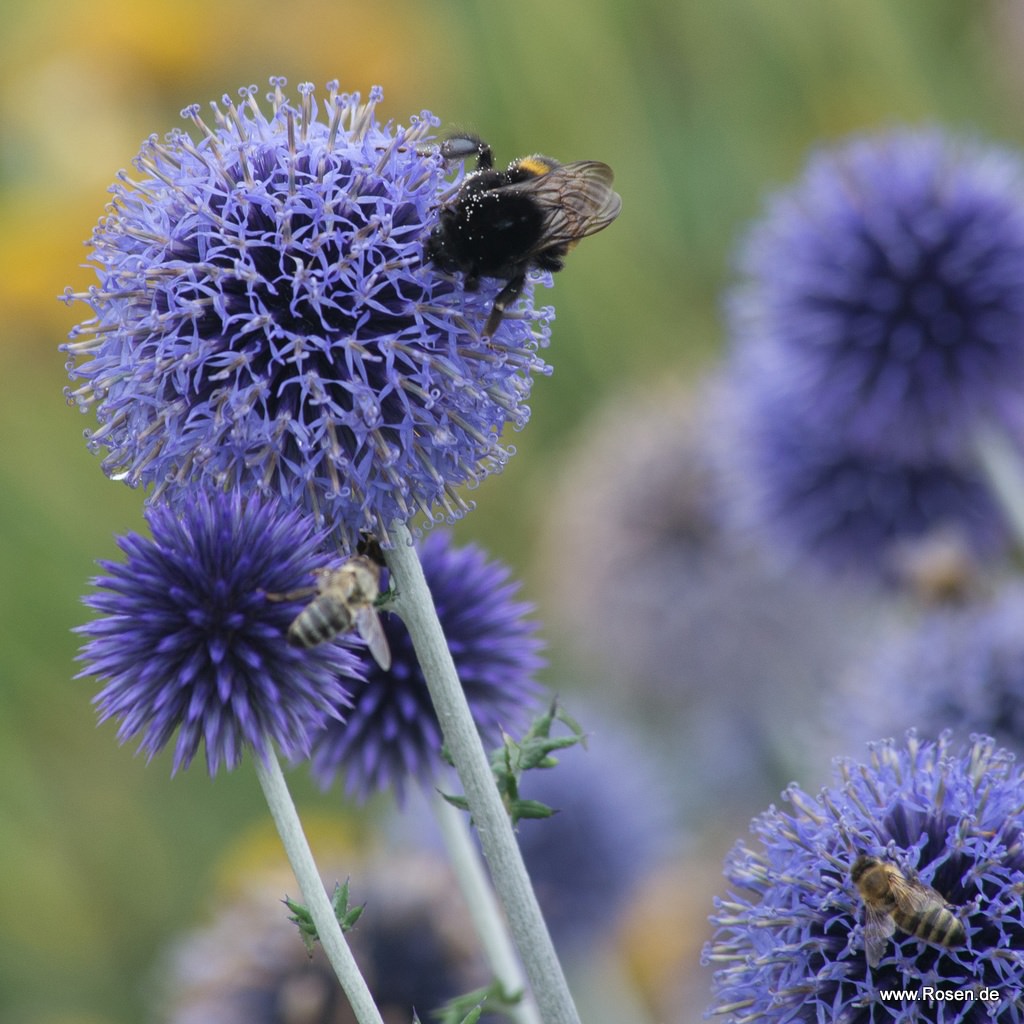 Artikelbild 1 des Artikels Kugel-Distel Kugel-Distel