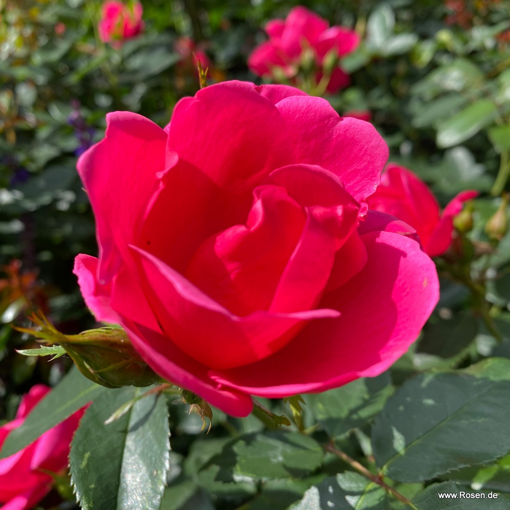 Artikelbild 7 des Artikels Gartenfreund® Gartenfreund®