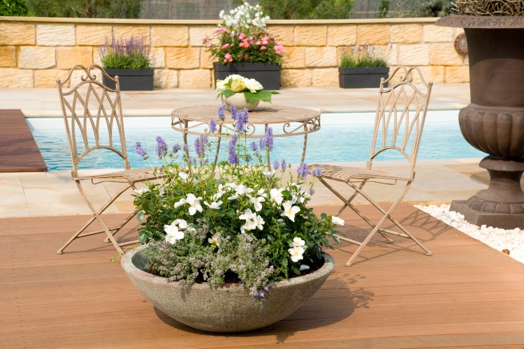 Kleinstrauchrose Escimo® Kleinstrauchrose Escimo®