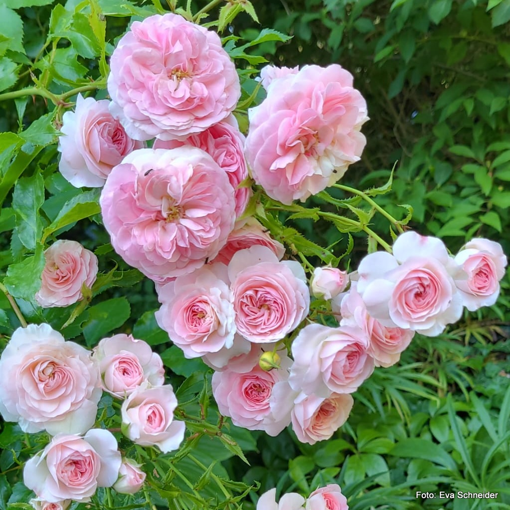 Artikelbild 6 des Artikels Larissa®