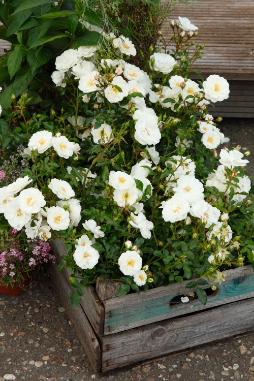 Innocencia® aus der RigoRosen® Kollektion