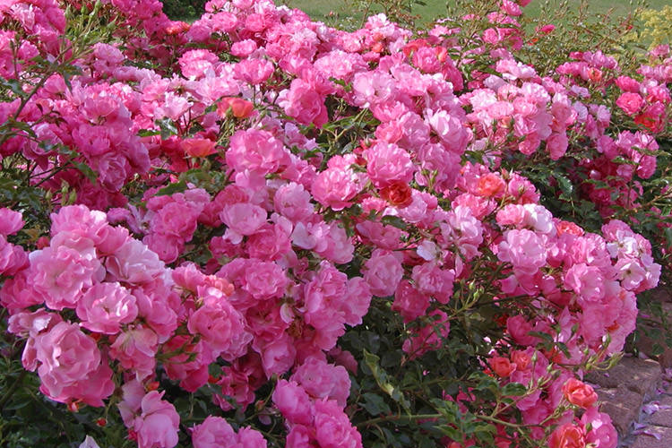 Beetrose Maxi Vita®