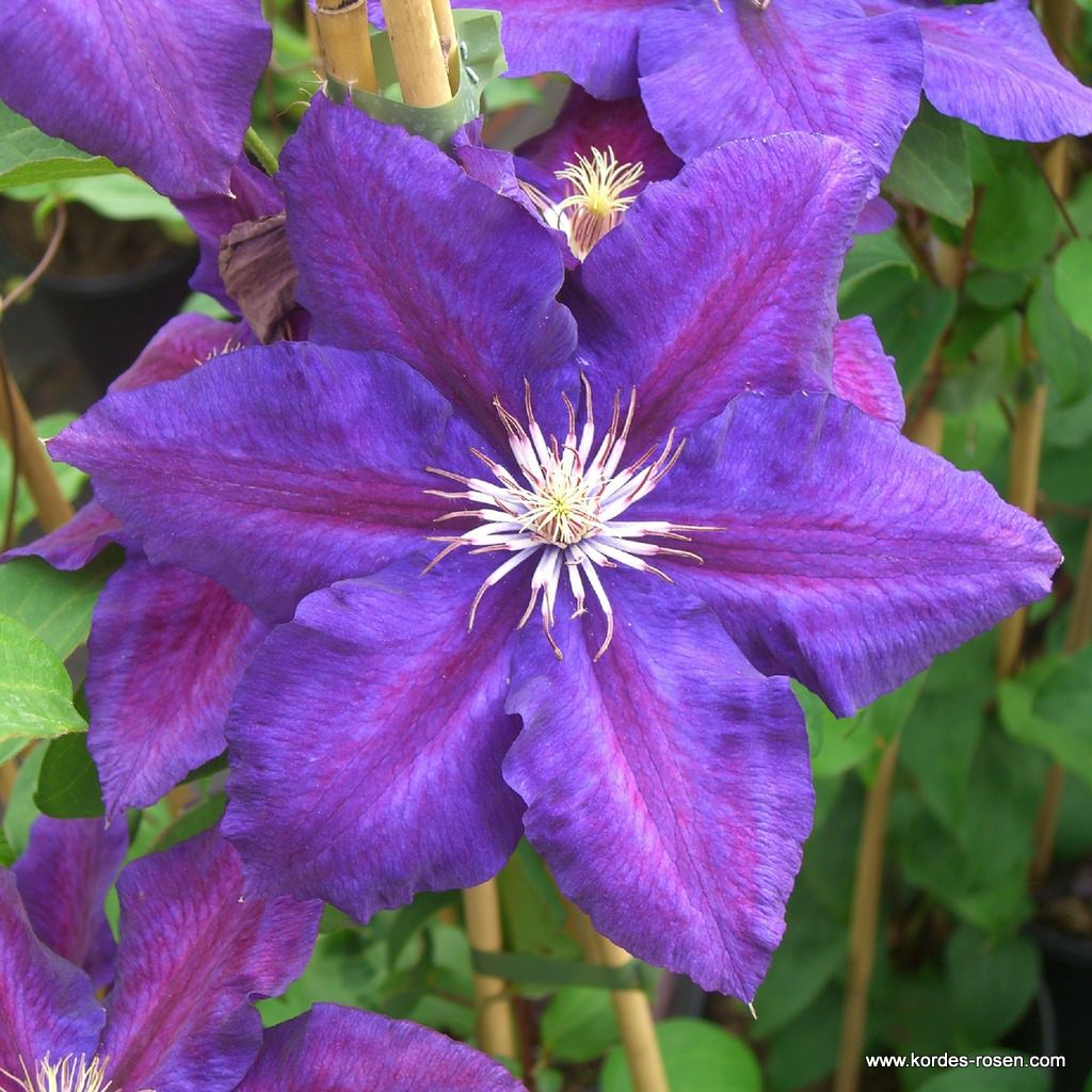 Clematis 'Julka'
