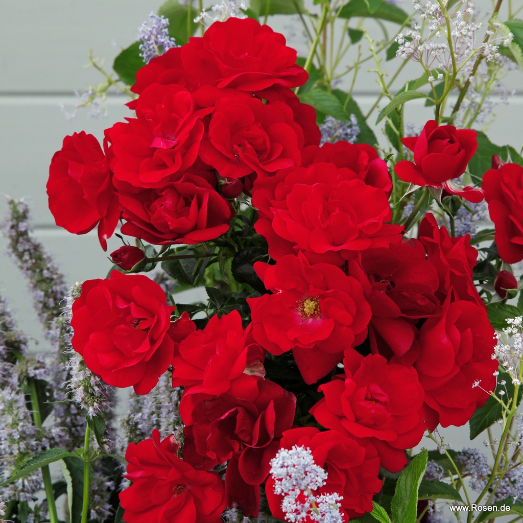 Artikelbild 5 des Artikels Cayenne® Cayenne®