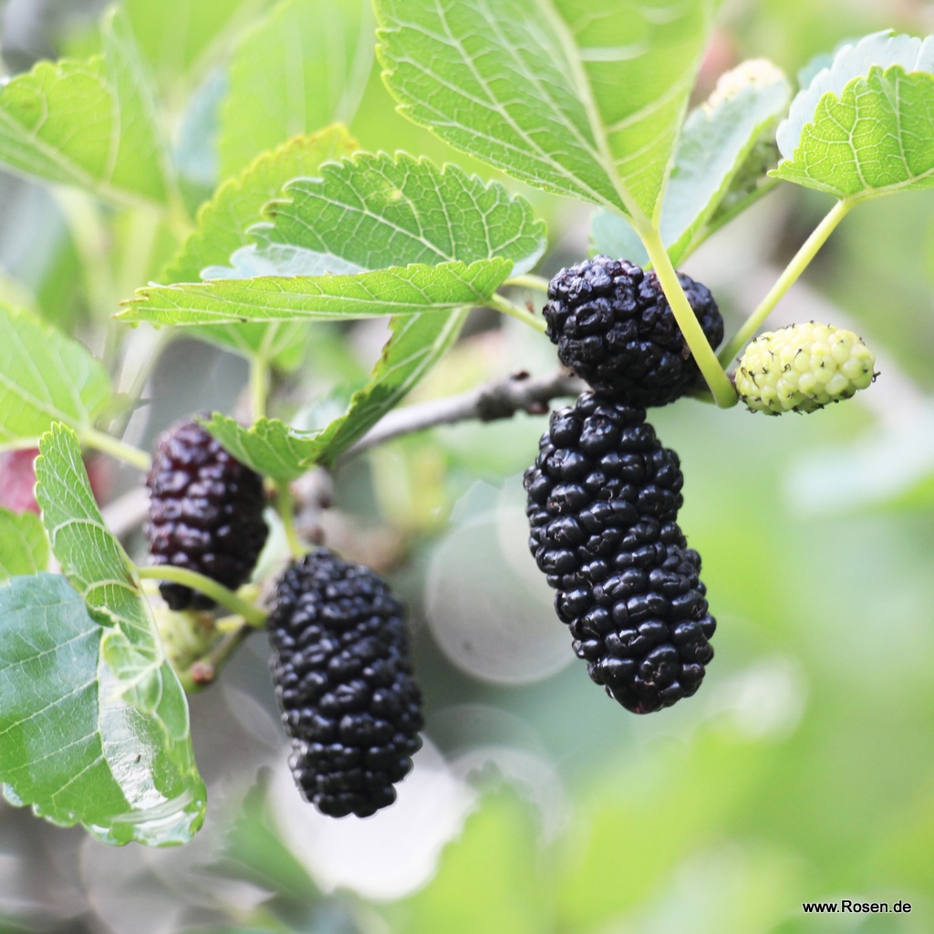 Schwarze Maulbeere