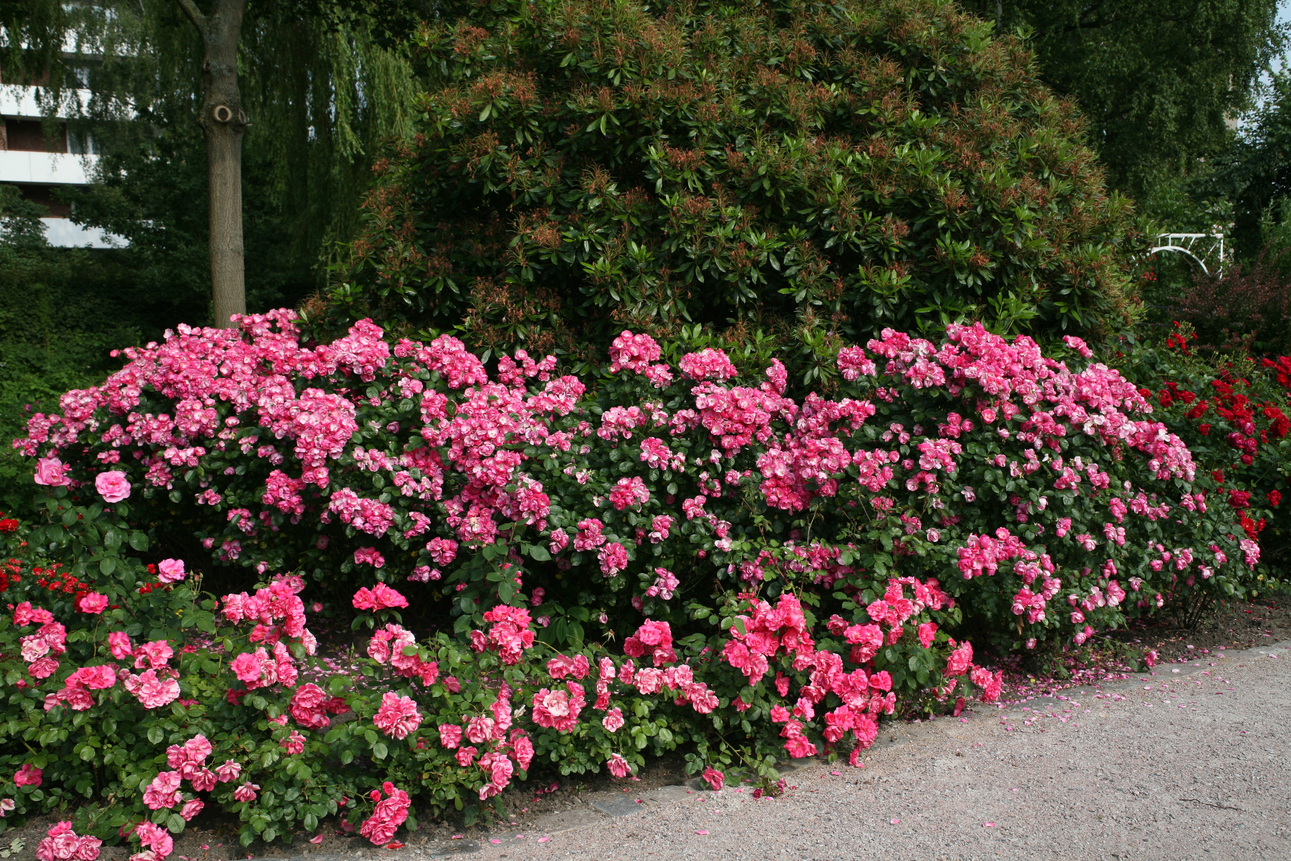 Angela® aus der Heckenzauber® Kollektion Angela® aus der Heckenzauber® Kollektion