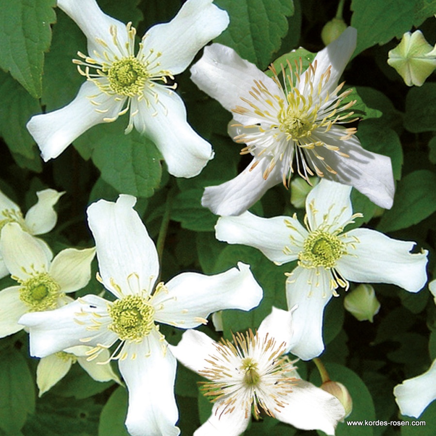 Artikelbild 1 des Artikels Clematis 'Wilsonii' Clematis 'Wilsonii'