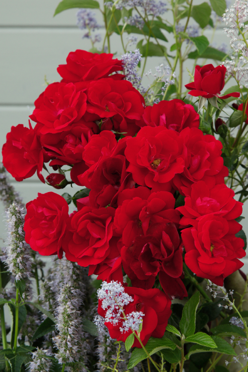 Cayenne® aus der Kollektion Kordes Klima-Rosen®