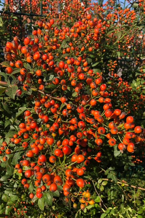Hagebutten der Natura Siluetta® Hagebutten der Natura Siluetta®