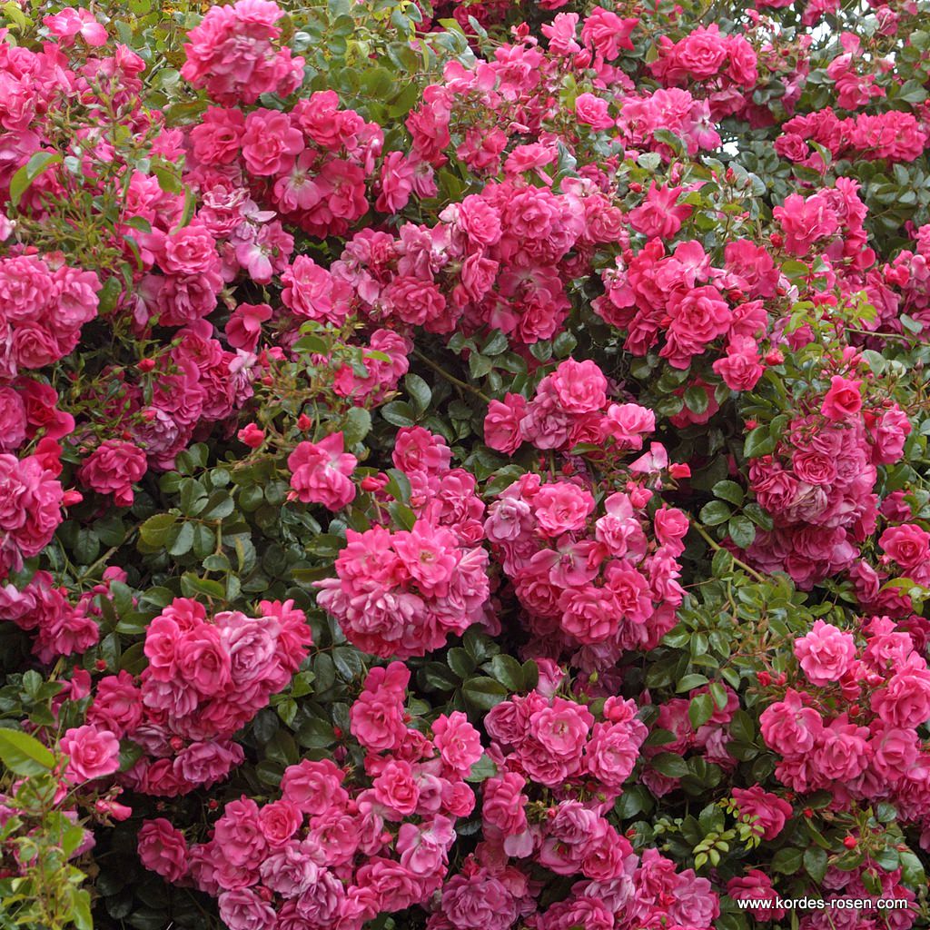 Palmengarten Frankfurt®