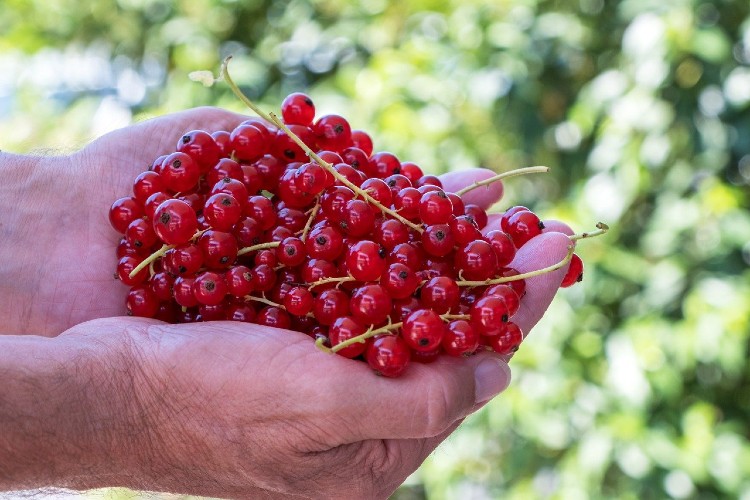 Rote Johannisbeeren Rote Johannisbeeren