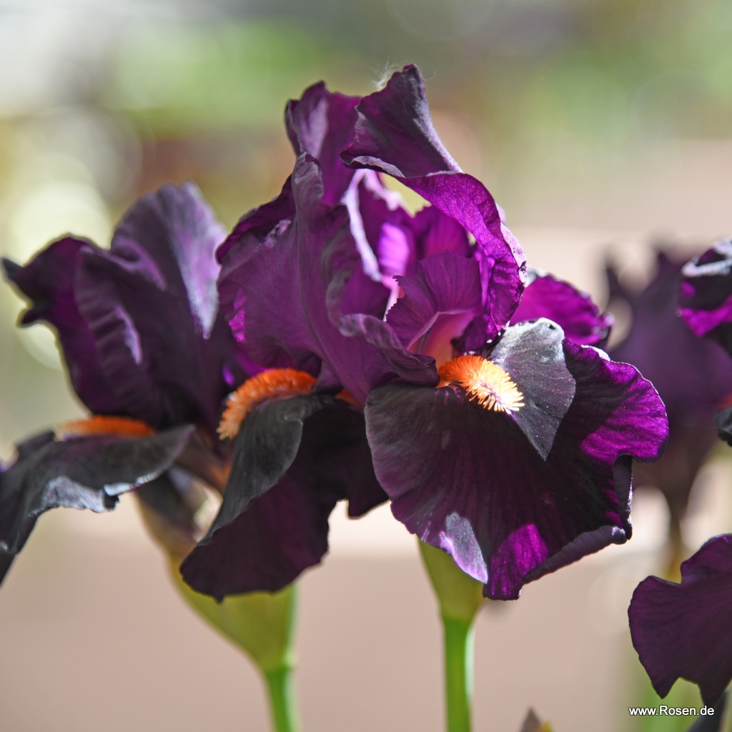 Mittelhohe Bartschwertlilie 'Impérative'