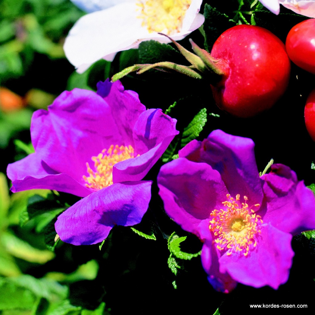 Rosa Rugosa, Apfel-Rose, Kartoffel-Rose